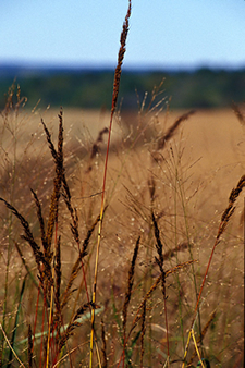 Wisconsin Buffer Initiative