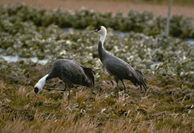 hooded Cranes