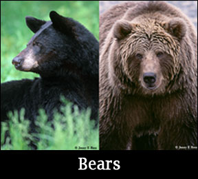 learn about bears
