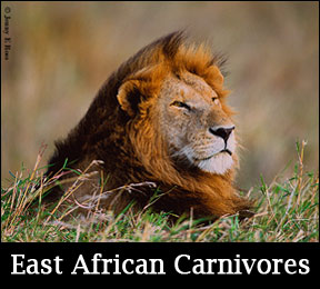 learn about East African Carnivores