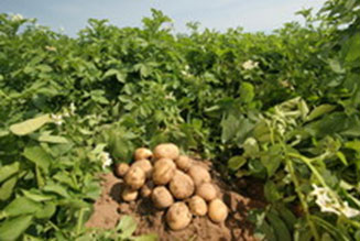 Crop of potatoes