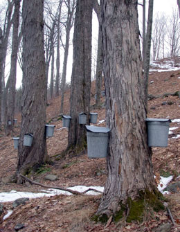 trees in winter catching maple sap