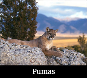 learn about pumas