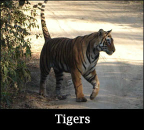 learn about tigers