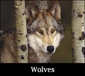 learn about wolves