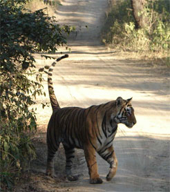 Picture of a tiger walking