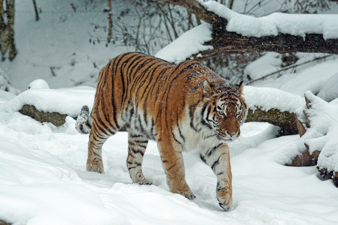 Picture of a tiger walking